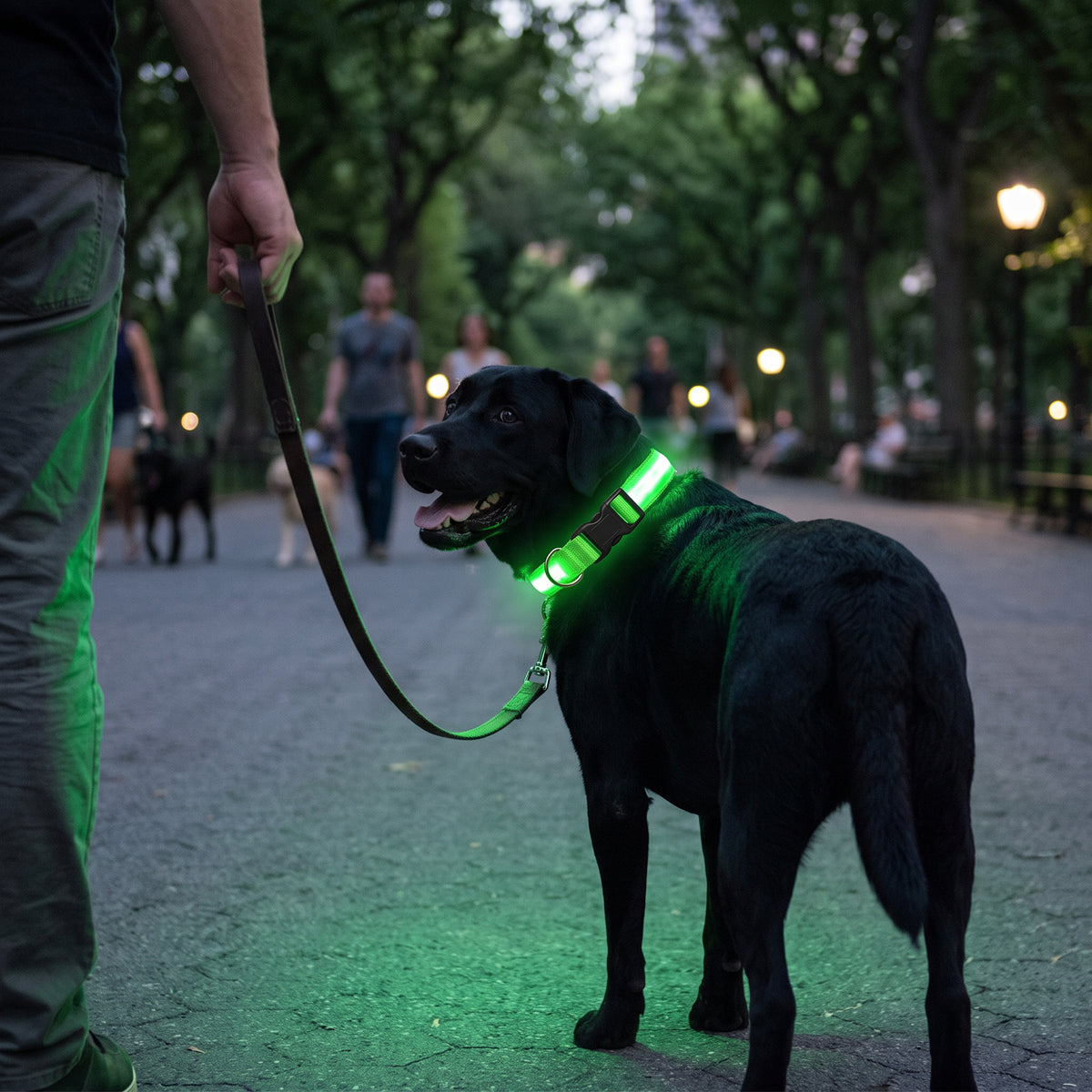 Lysende halsbånd til hund for kveldsturer med LED-lys – Grønn