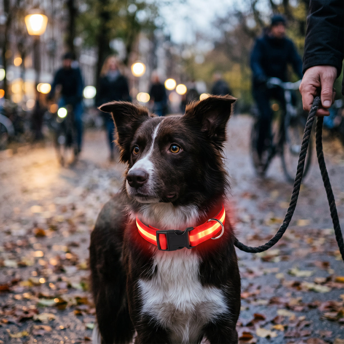 Lysende halsbånd til hund for kveldsturer med LED-lys – Rød