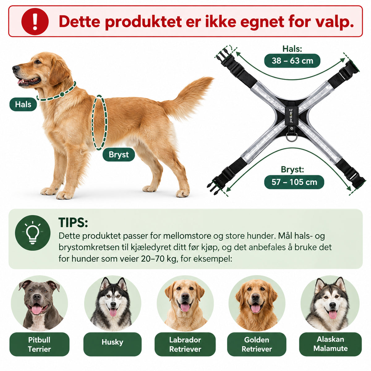 Lysende hundesele for kveldsturer med 8 LED-farger