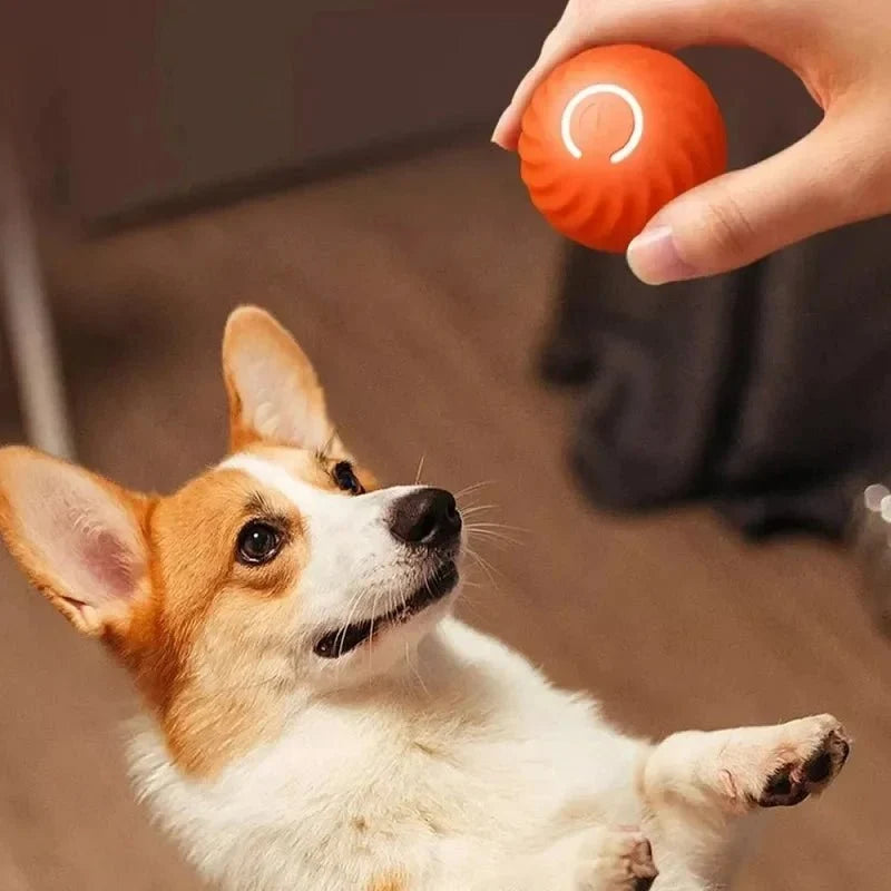 Automatisk lekeball til hund for jaktlek med robust skall