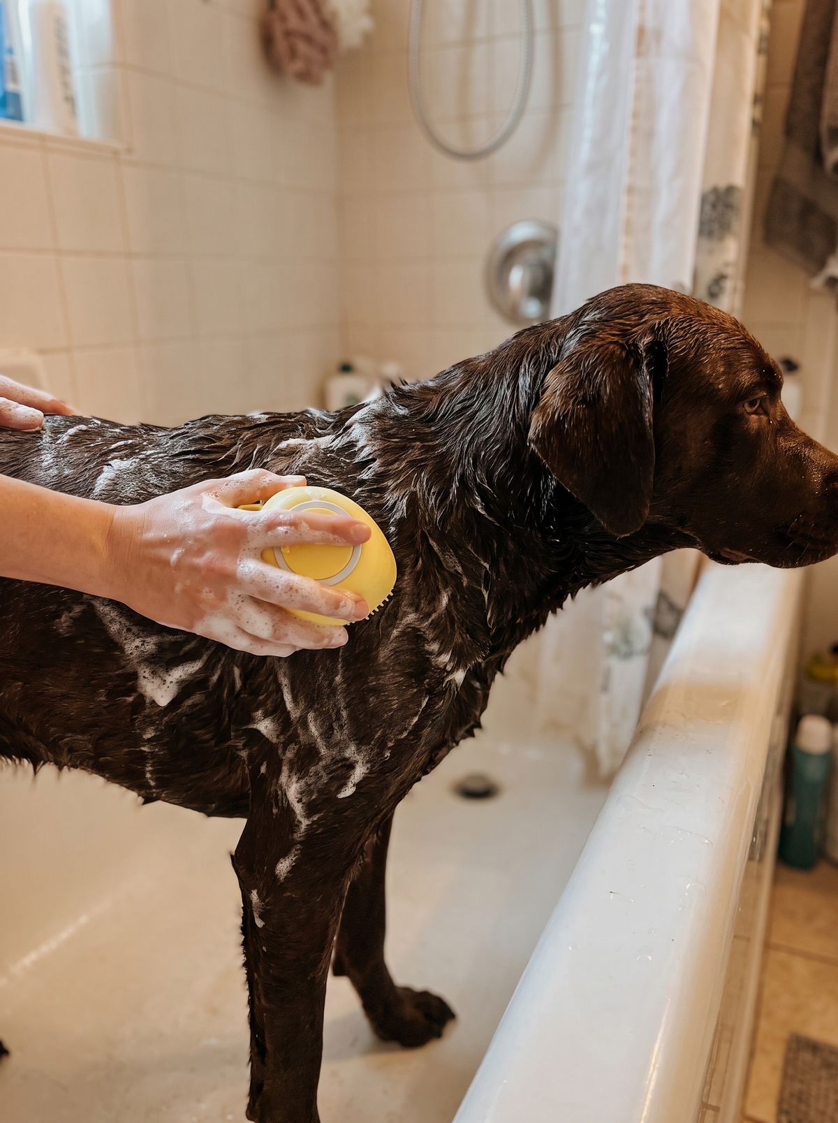 Hund som vaskes med sjampoborsten