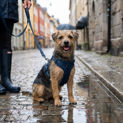 Liten hund med polstret sele i byen