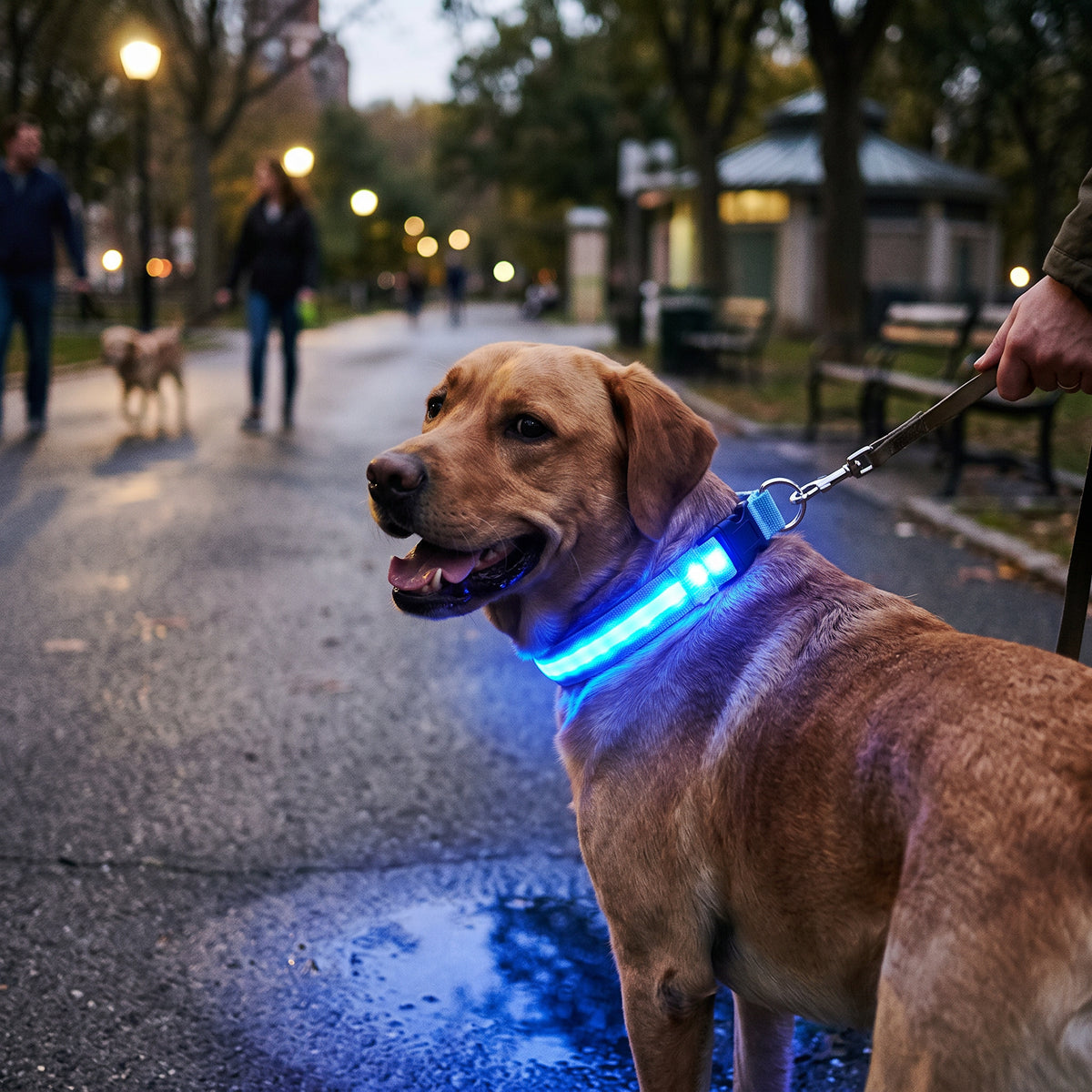 Lysende halsbånd til hund for kveldsturer med LED-lys – Blå