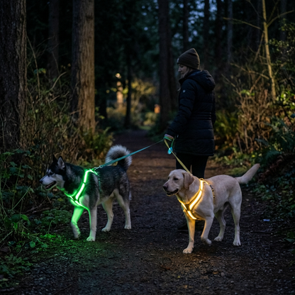 Lysende hundesele for kveldsturer med 8 LED-farger